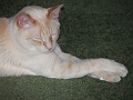 cyrus dozing with feet crossed